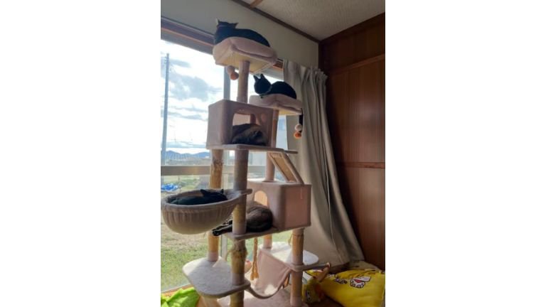 キャットタワーにいる猫たち