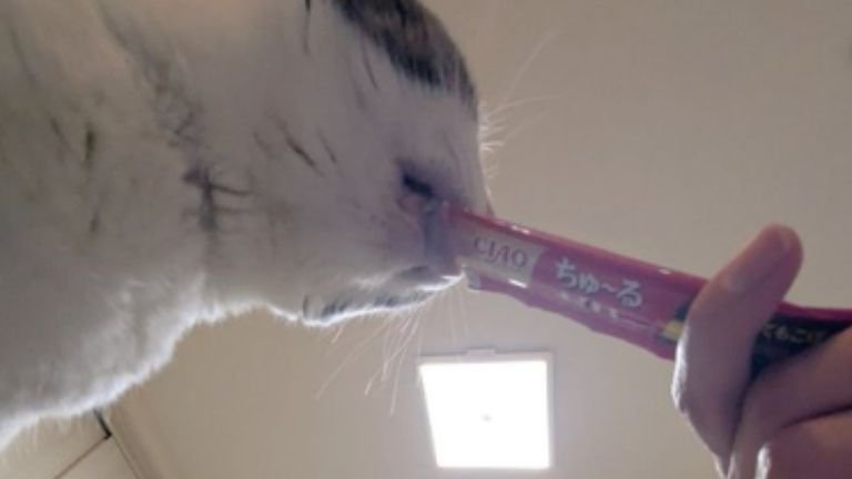 おやつを食べる猫