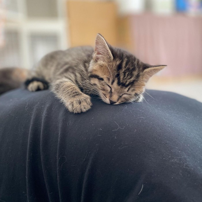 男性の上で寝る4匹の子猫