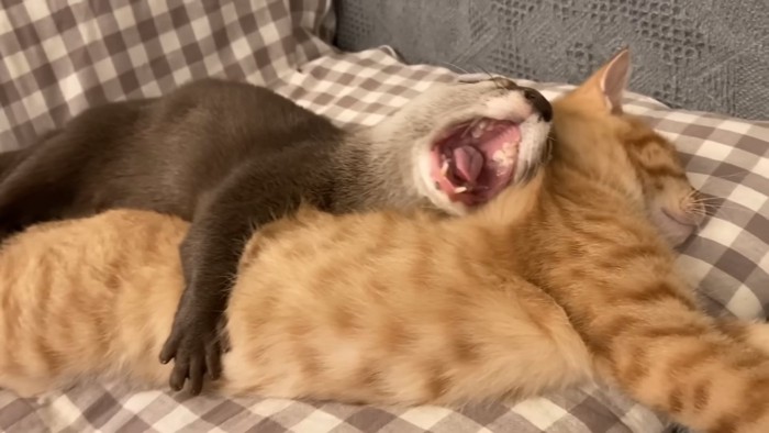 あくびをするカワウソ