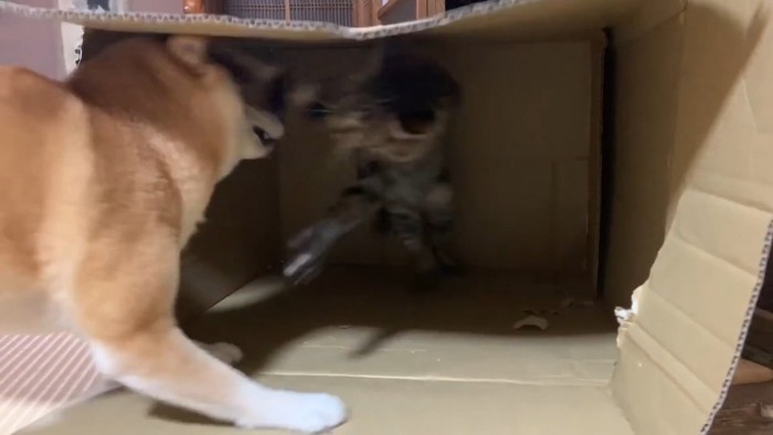 段ボールの中で柴犬に飛びつく猫