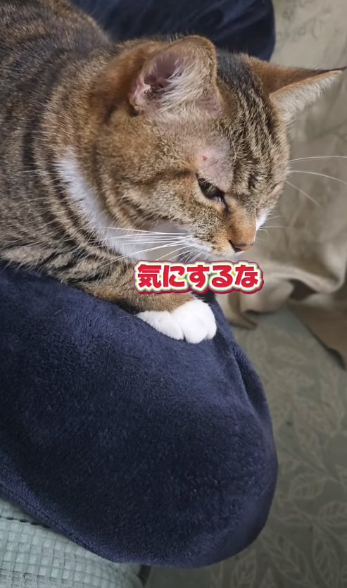 香箱座りしている猫の横顔「気にするな」