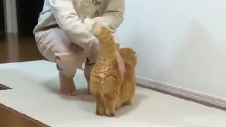 撫でられている猫