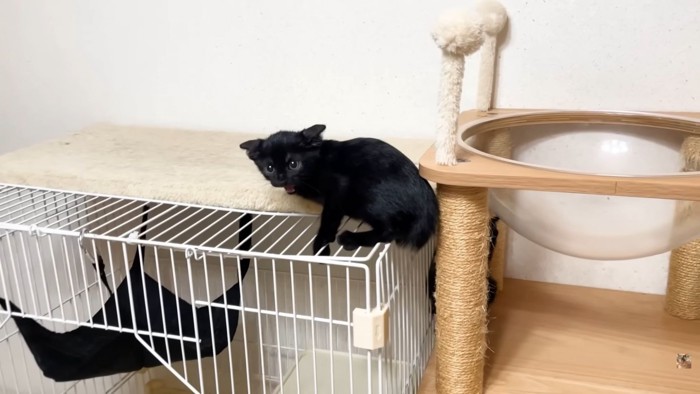 ケージ上にいる子猫