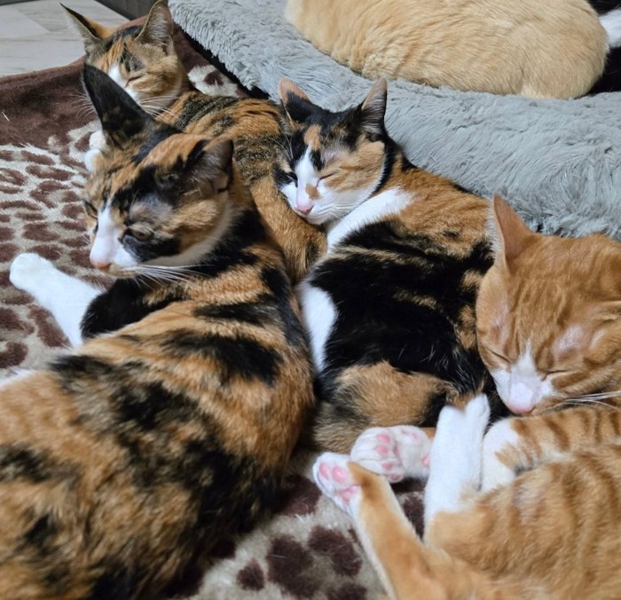 一緒に寝る4匹の子猫