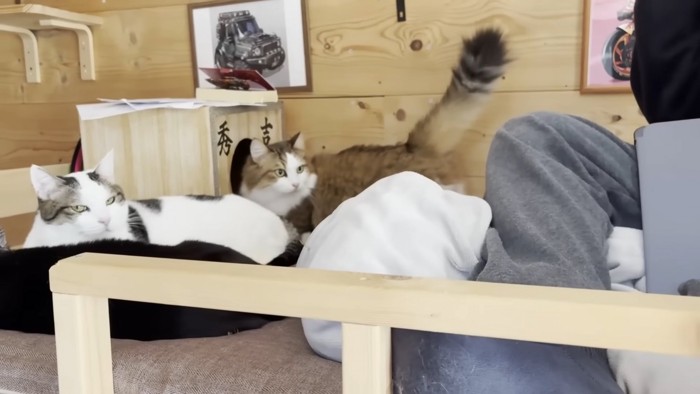 3匹の猫ちゃん（画像左下には寝そべった猫ちゃんの黒い背中）