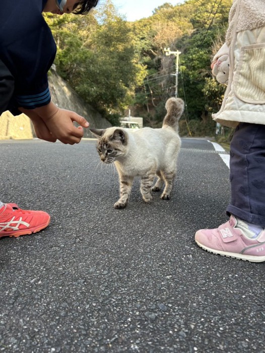 外にいる猫と子どもたち