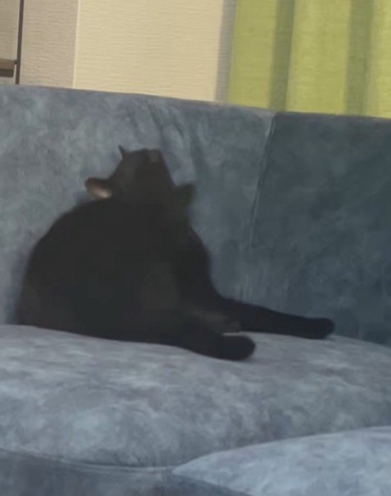 ソファの上で耳を掻く猫