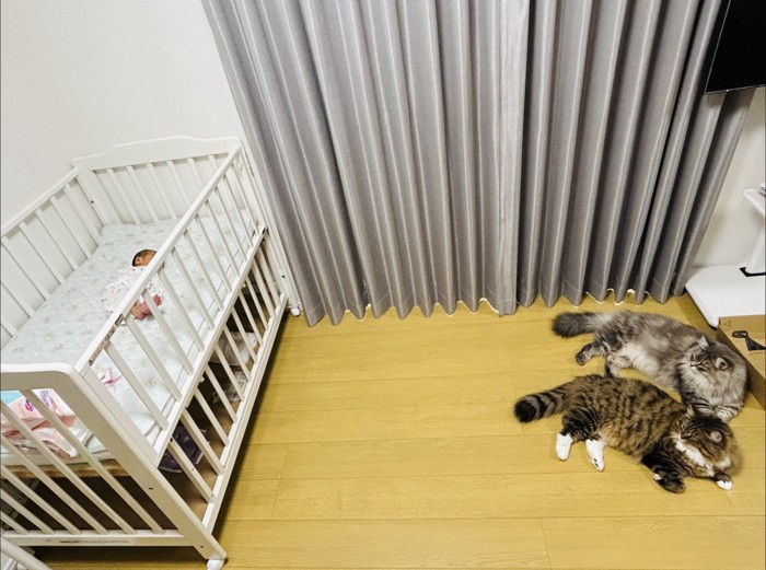 赤ちゃんを見る2匹の猫