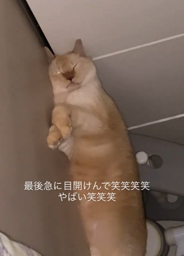 右目が光るここちゃん