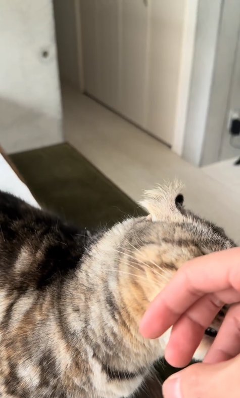 飼い主の手に顔を擦り付けている猫