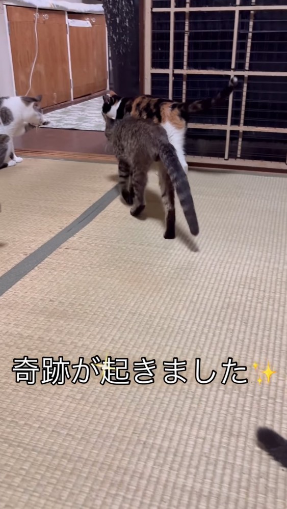 歩く猫の後ろ姿