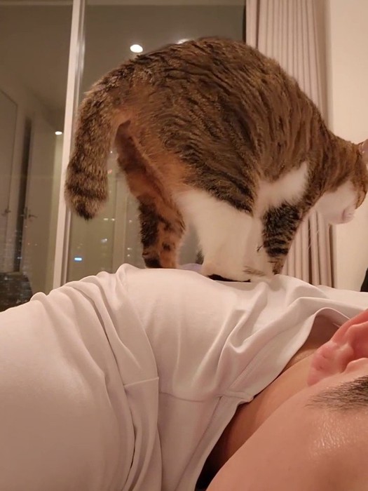 人の背中に乗る猫