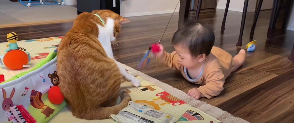 遊んでいる猫と赤ちゃん