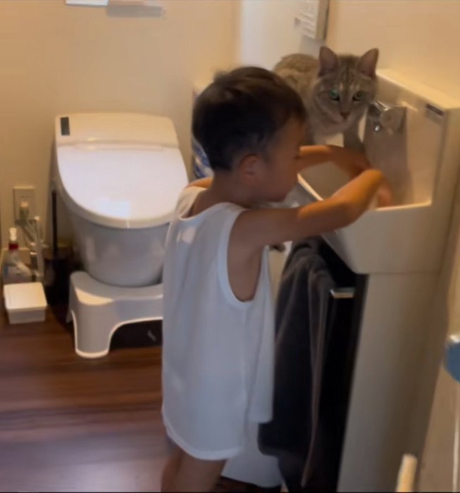 気づく猫