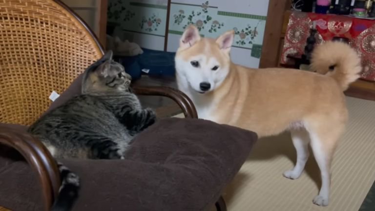 くつろいでいる猫と犬