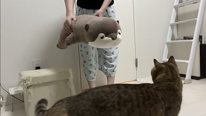 大きなぬいぐるみを猫に見せる様子