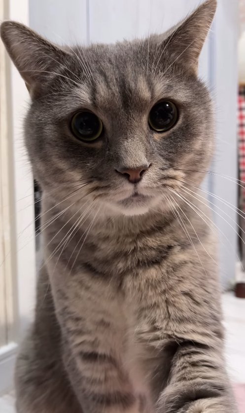 お座りをしてカメラを見つめるグレー猫のアップ