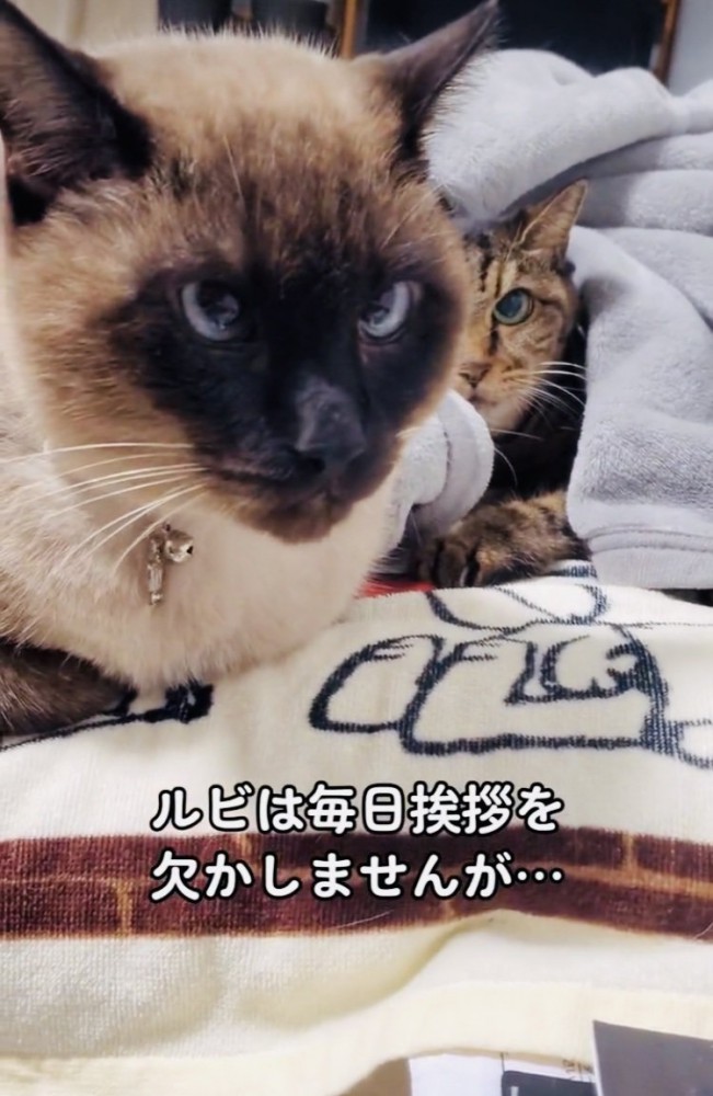 キジトラ猫に怒られるシャム猫