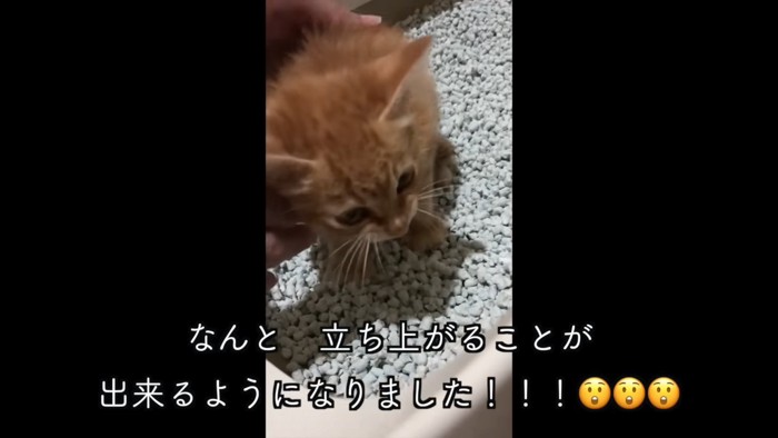 猫砂の上で立つ子猫