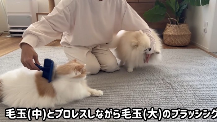 ブラッシングされている猫とじゃれついている犬