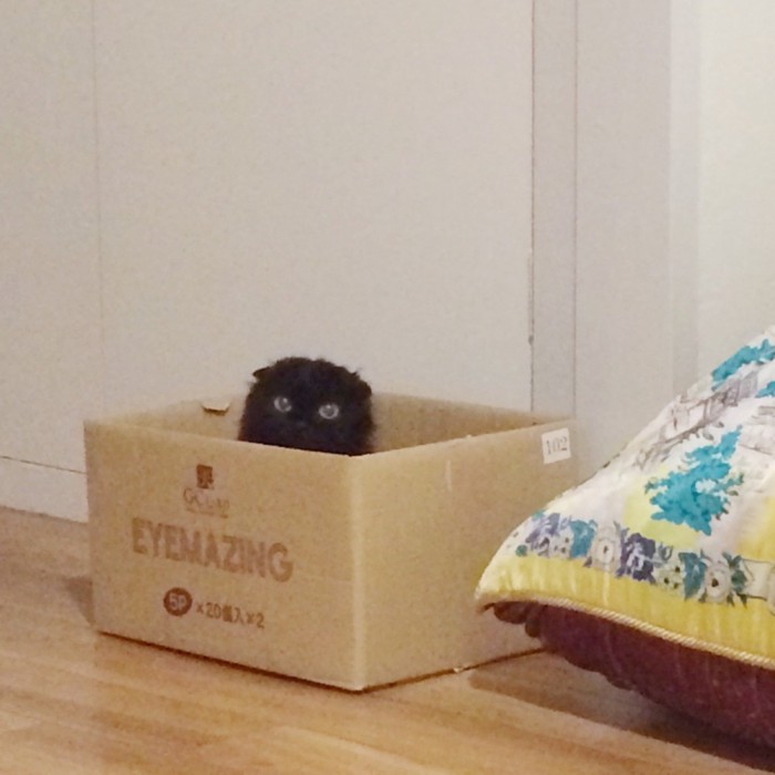 箱に入っている猫
