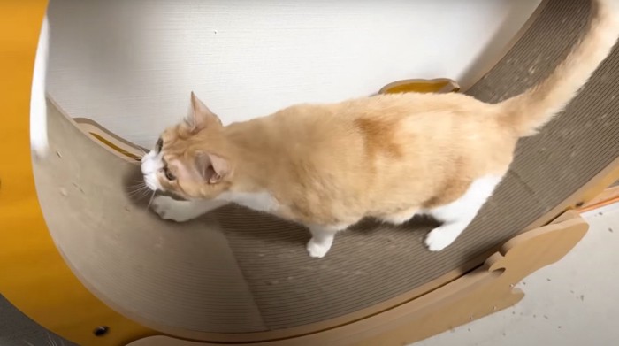 キャットホイールに乗る茶白