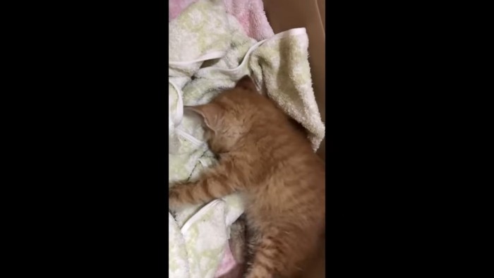タオルの上で横になる子猫