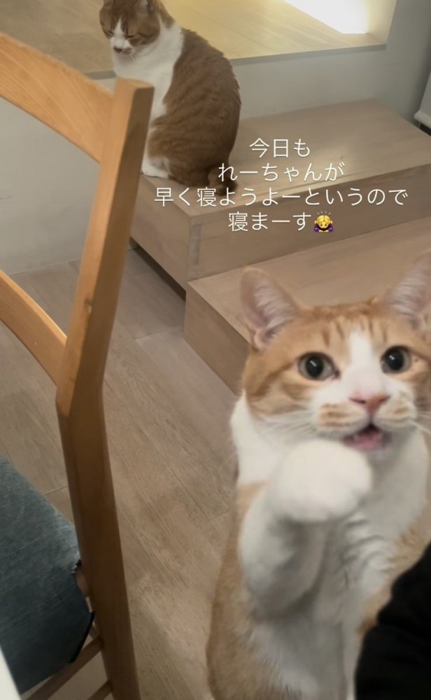 ママをベッドに誘う茶白猫と後ろの階段に座る茶白猫
