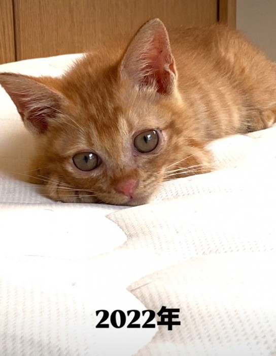 近距離で見つめる子猫