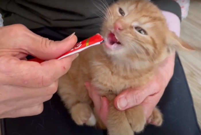 食べ続ける猫