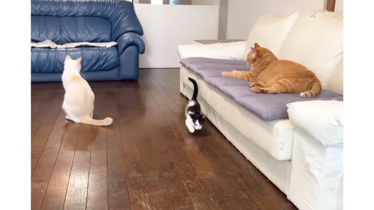 室内にいる猫たち