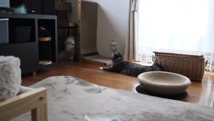 隠れながら誘うシロちゃん