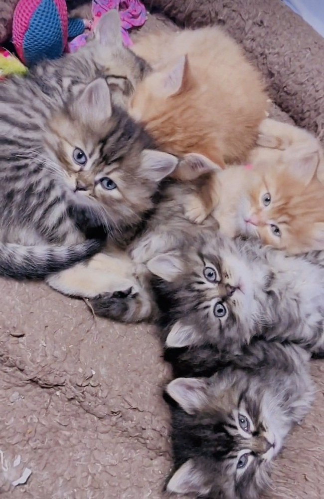 マットの上でくつろぐ6匹の子猫
