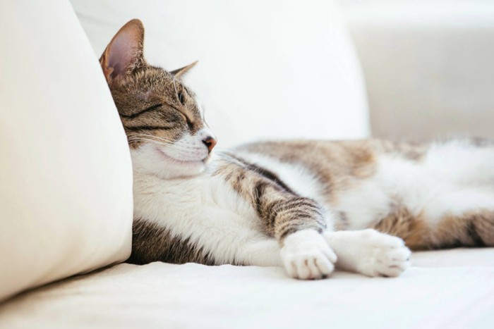 ソファで寝る猫