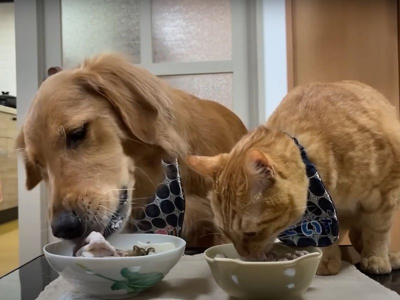 ご飯を食べる犬と猫