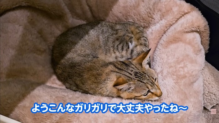 テロップ「ようこんなガリガリで~」