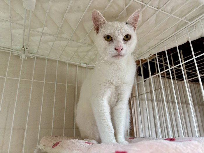 おすわりする猫