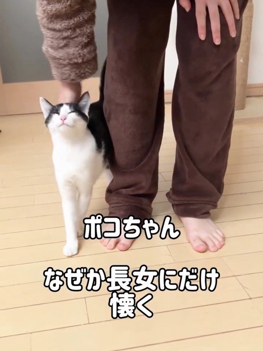 なでられ目を細める猫