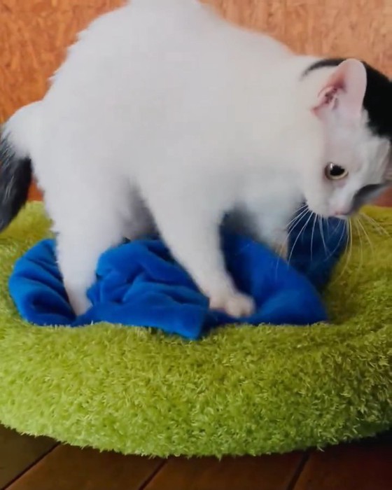 毛布の上に立っている猫