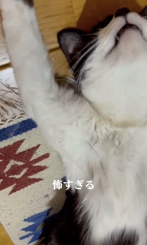 ヘソ天して口を開けている猫のアップ（顔見えない）