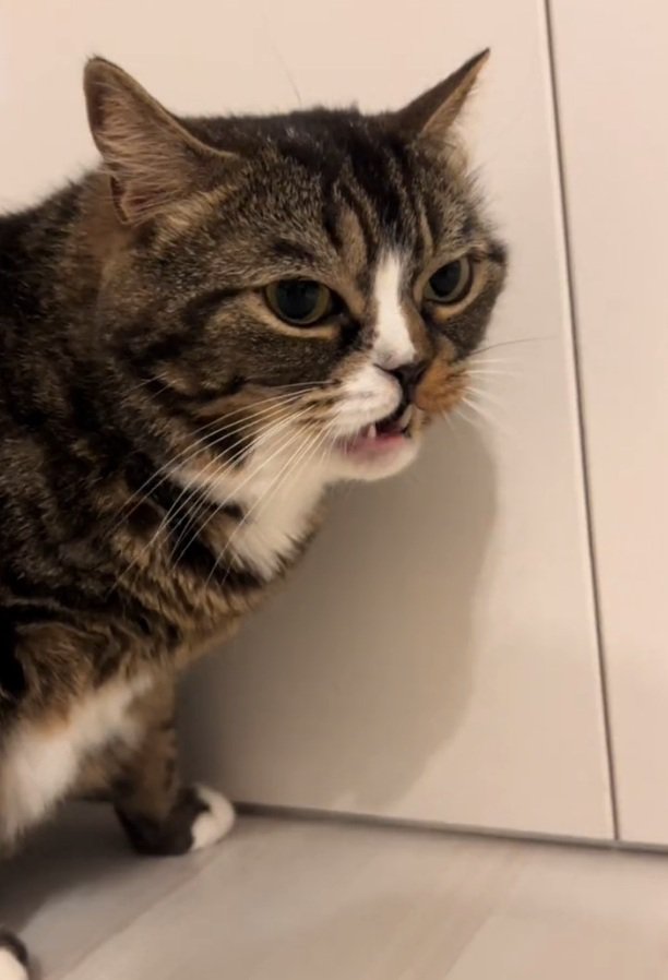 鋭い目つきのこたろうちゃん