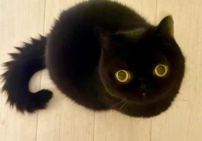 床から見上げる猫