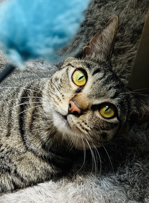 ドアップのキジトラ猫