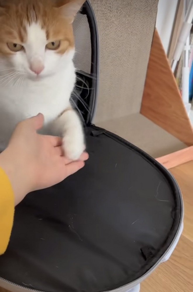 友達にお手をする茶白猫