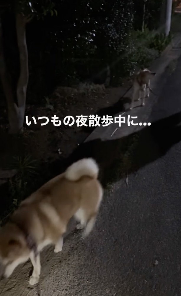 夜の犬の散歩