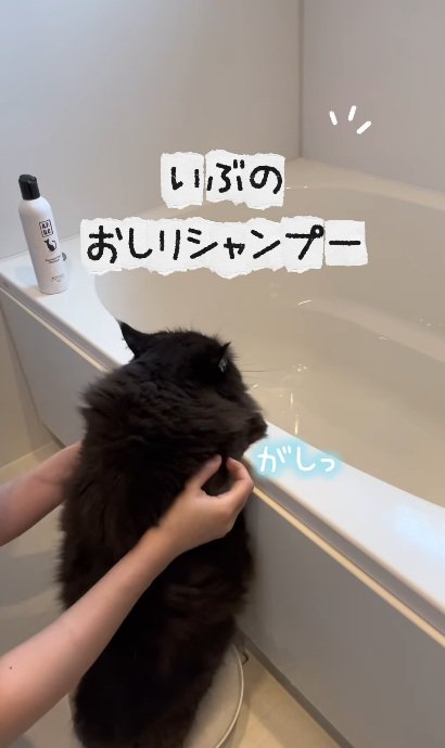 おふろでつかまり立ちをして洗われている黒猫