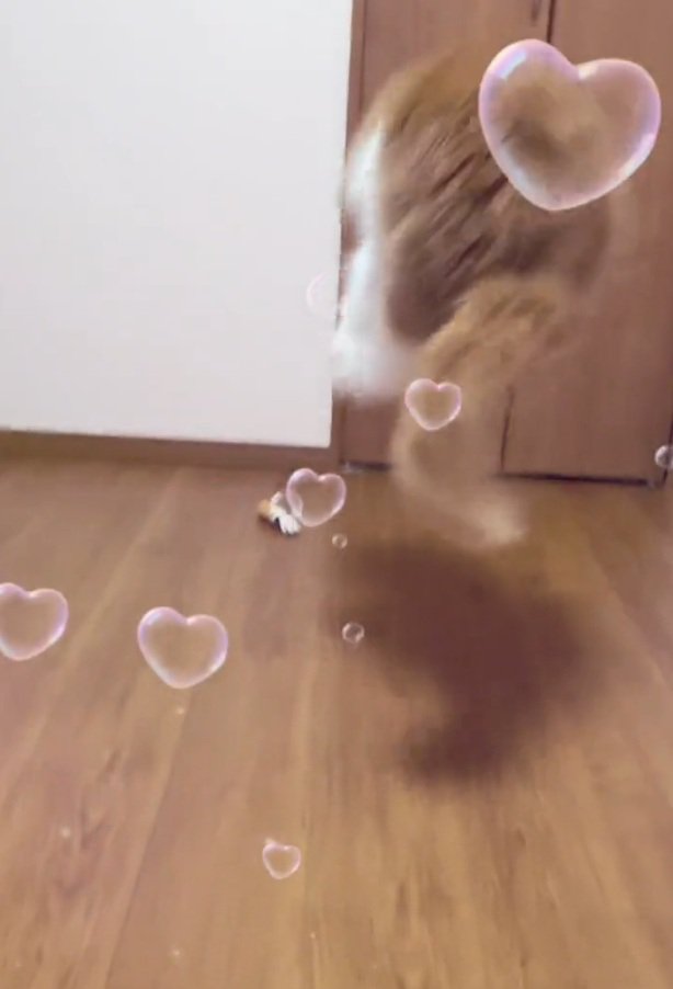 おもちゃに飛びつく猫