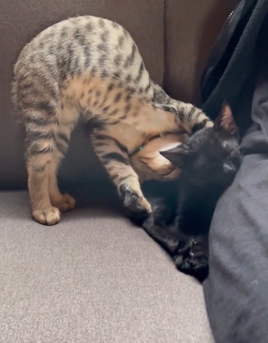頭を黒猫につけている猫