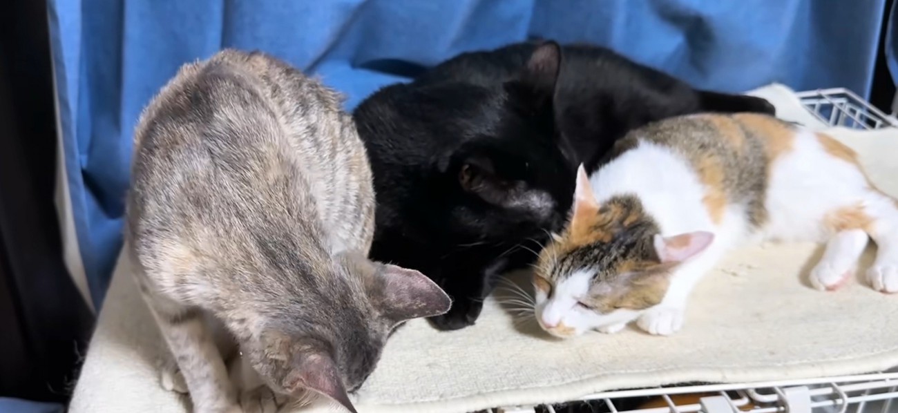 寄り添う猫3匹